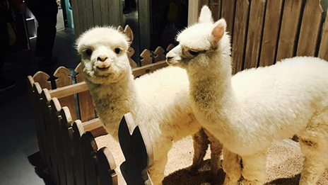 家居賣場開動物樂園，羊駝、土撥鼠等600只動物齊聚